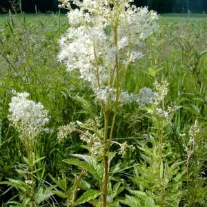 Meadowsweet - снимки, полезни свойства и отзиви противопоказания рецепти на традиционната медицина