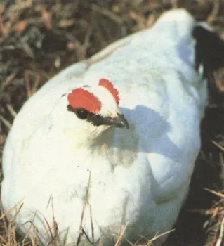 Partridge alb, tundră Ptarmigan