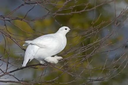 Партридж бяло и тундра