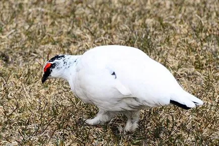 Partridge tundră