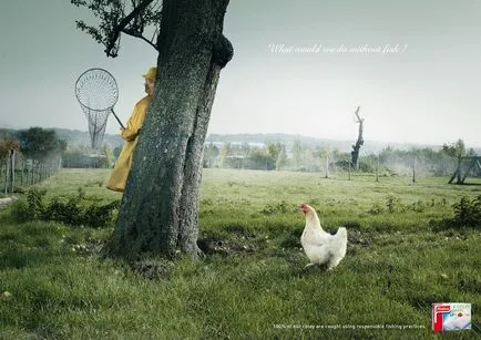 Csirkék reklám fotók és videók csirkével