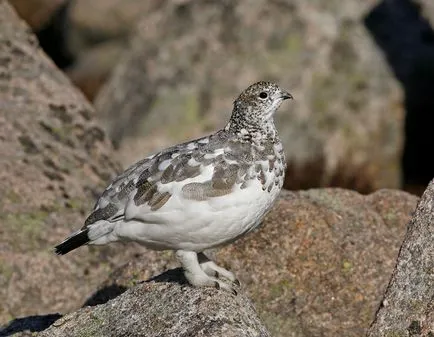 Partridge fehér és tundra