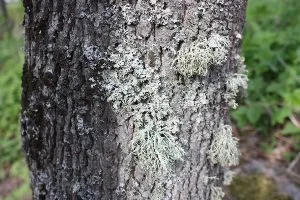 Lichen растителни - свойства и приложения на лишеи, статии за