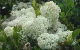 Lichen растителни - свойства и приложения на лишеи, статии за