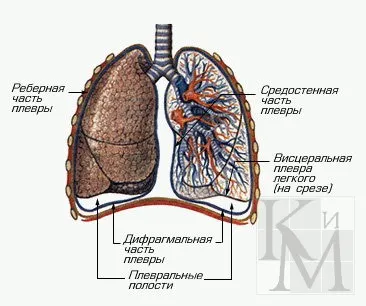 Лекция структура на белите дробове