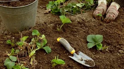 Vară metode de ameliorare căpșuni - mustață și împărțirea Bush în grădină ()