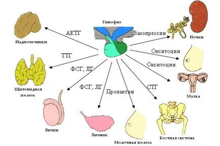 Liberiny и статини - какви хипоталамуса хормони и тяхната функция