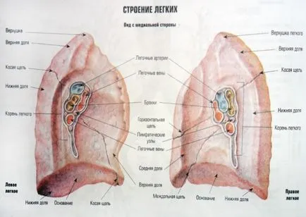 Structura Lecture plămânilor