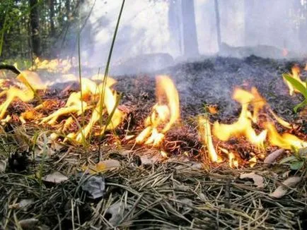 Горски пожари видове и класификация