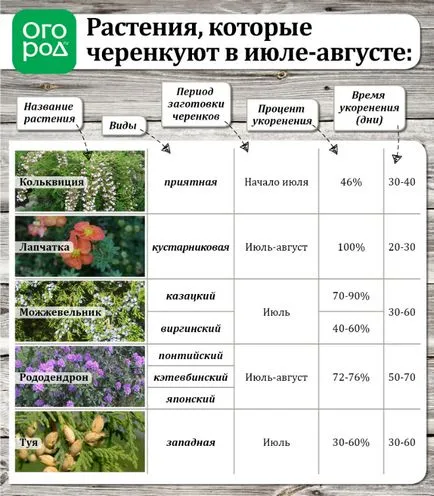 reproducție de vară de plante ornamentale butași verzi