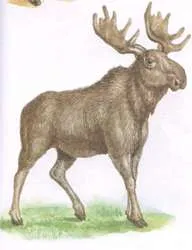 Moose (állati)