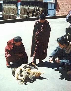 Lhasa Apso