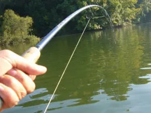 Ragályos sügér az ág póráz fogása videó és installáció szerszámok