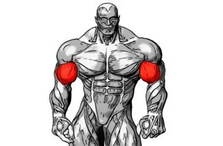 Най-добрите упражнения за бицепс, въоръжават развитието на мускулите
