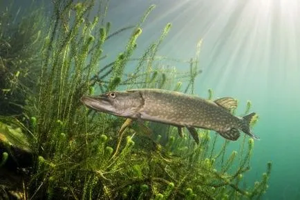 Ragályos csuka élő csali a nyáron, tavasszal és ősszel, kezelésére, berendezések, taktika