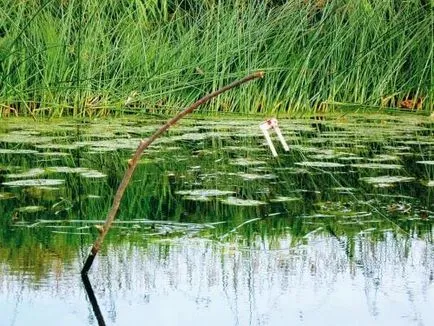 Ragályos csuka élő csali a nyáron, tavasszal és ősszel, kezelésére, berendezések, taktika