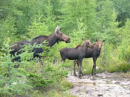 fotografii Elk