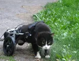 Markmobile - инвалидни колички за кучета и котки
