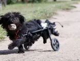 Markmobile - scaune cu rotile pentru câini și pisici