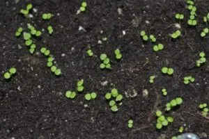 reguli și caracteristici de îngrijire, soi, fotografie și descrierea de plantare Bellis perennis