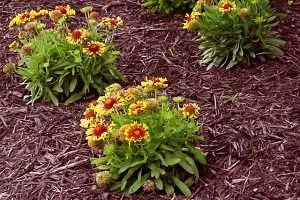 reguli și caracteristici de îngrijire, soi, fotografie și descrierea de plantare Bellis perennis