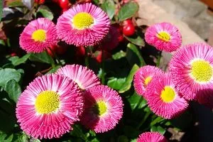 reguli și caracteristici de îngrijire, soi, fotografie și descrierea de plantare Bellis perennis