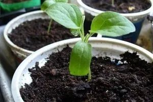 reguli și caracteristici de îngrijire, soi, fotografie și descrierea de plantare Bellis perennis