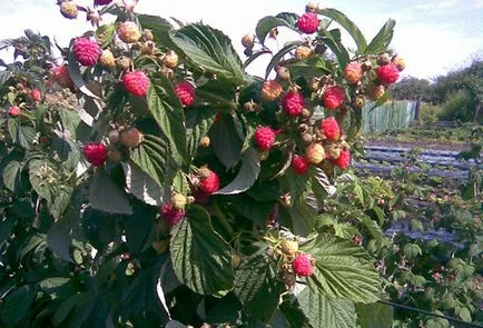 Raspberry Tarusa faültetés és gondozás, szaporítás és a termelés