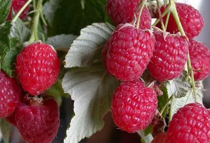 Raspberry Tarusa faültetés és gondozás, szaporítás és a termelés