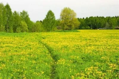 Мавритански поддръжка на тревни площи и как да създадете свои ръце