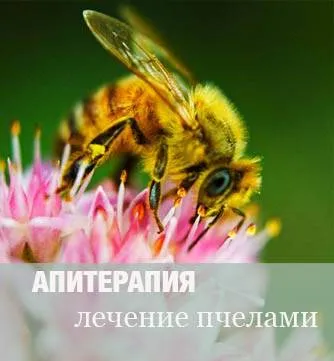 Calendula маз - полезни свойства и указания за употреба