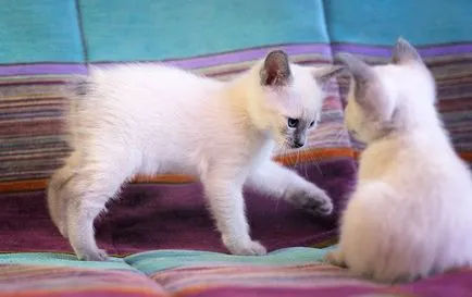 Mekong fotografii Bobtail pisica, pret, descriere rasa, caracter, video, pepiniere - murkote despre pisici