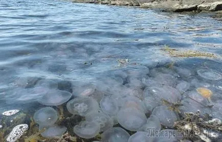 Meduze Marea Neagră fotografie și descriere