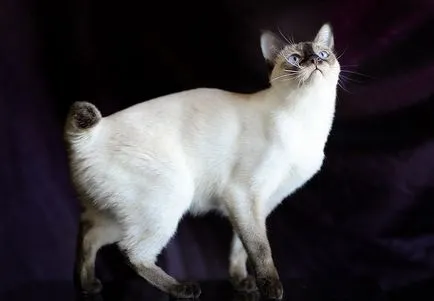 Mekong fotografii Bobtail pisica, pret, descriere rasa, caracter, video, pepiniere - murkote despre pisici