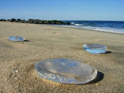 Meduze Marea Neagră fotografie și descriere