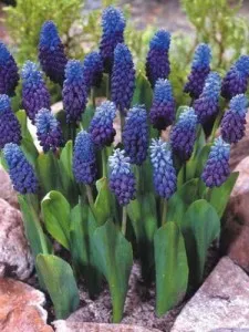 Миши зюмбюл или Muscari научите всичко за грижата и качване