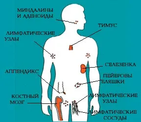 Lăptoase - nave, și alte agenții misterioase, știință și viață