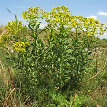 Euphorbia leírás fotókkal, milyen a növény a kert kutyatej