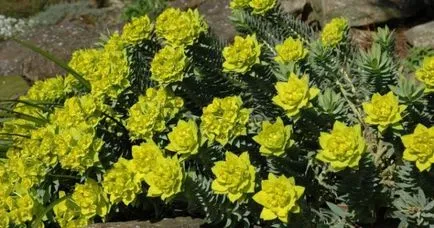 Euphorbia видове - описание и грижи