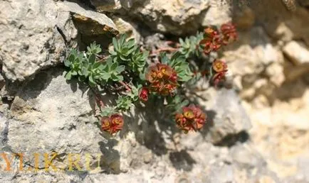 Euphorbia speciei sale descrieri și fotografii