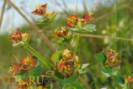 Euphorbia speciei sale descrieri și fotografii