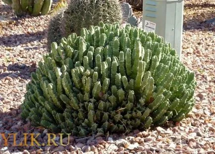 Euphorbia speciei sale descrieri și fotografii