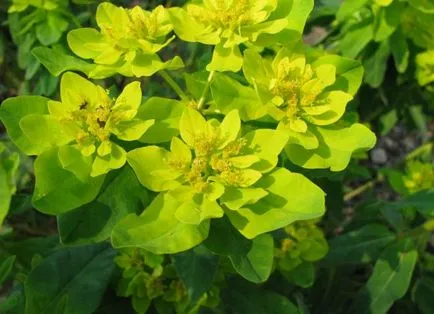 specii de Euphorbia - descriere si ingrijire