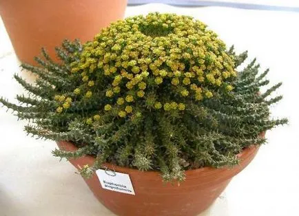 Euphorbia видове - описание и грижи