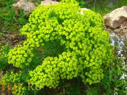 Euphorbia speciei sale descrieri și fotografii