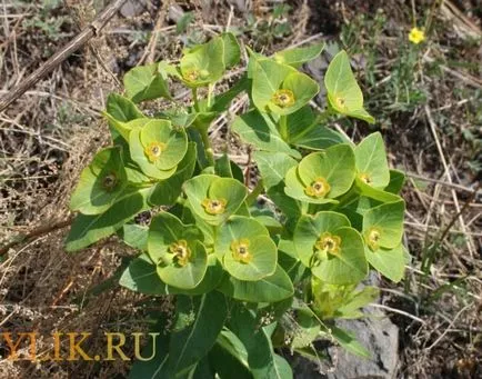 Euphorbia speciei sale descrieri și fotografii