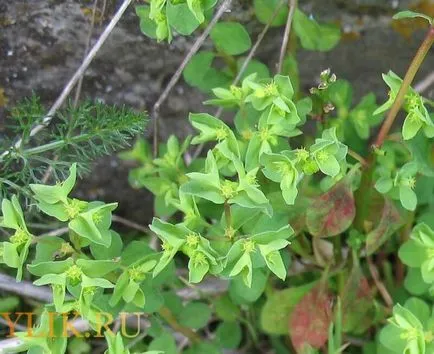 Euphorbia speciei sale descrieri și fotografii