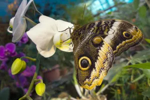 Moszkva Butterfly House, és a WK Kiállítási Központ