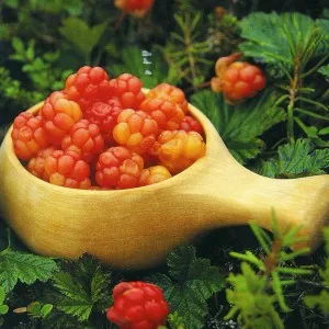 Cloudberry hasznos tulajdonságai bogyók, élelmiszer és egészség