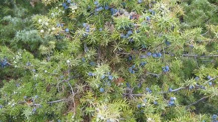 plantare și îngrijire Juniper